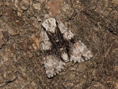 Acronicta (Jocheaera) alni