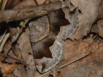 Scotopteryx moeniata