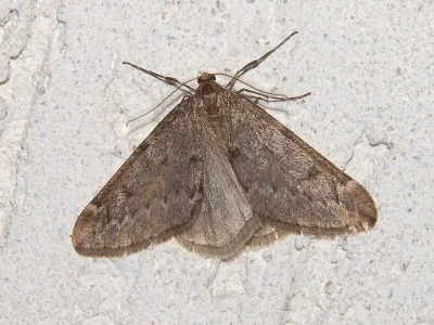 Alsophila aescularia