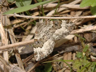 Epirrhoe alternata