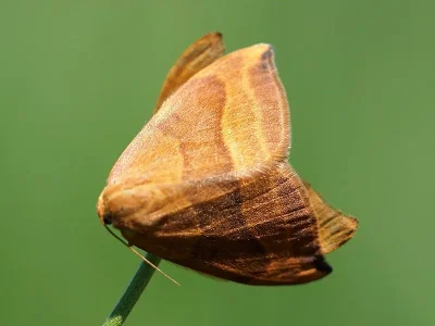 Watsonalla cultraria