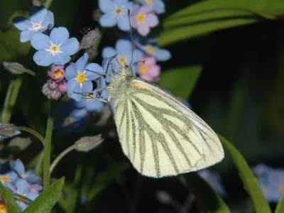 Pieris (Artogeia) napi