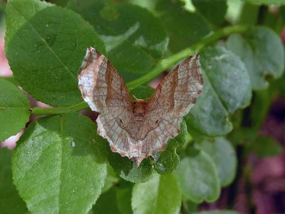 Cepphis advenaria