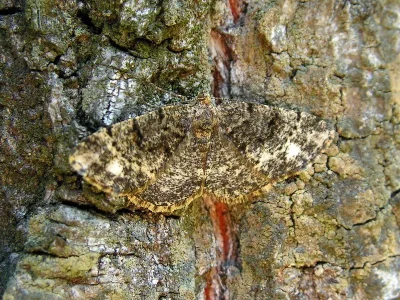 Parectropis similaria