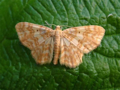 Hydrelia flammeolaria