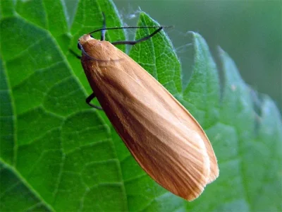 Eilema (Wittia) sororcula