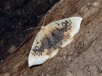 Cyclophora (Cyclophora) albiocellaria