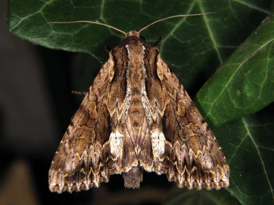 Apamea (Abromias) monoglypha