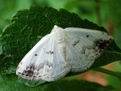 Lomographa temerata