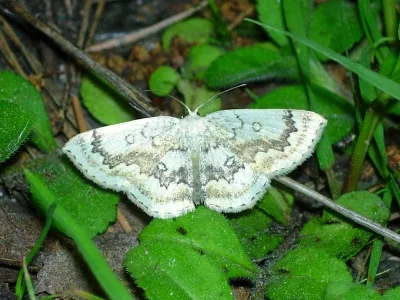 Cyclophora (Cyclophora) annularia
