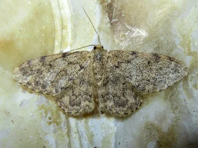 Idaea blaesii