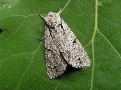 Acronicta (Triaena) psi