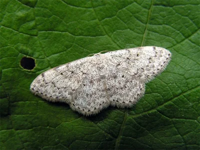 Scopula (Ustocidalia) marginepunctata