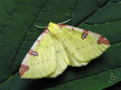 Opisthograptis luteolata