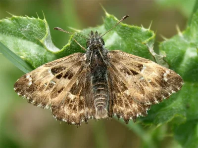 Carcharodus alceae
