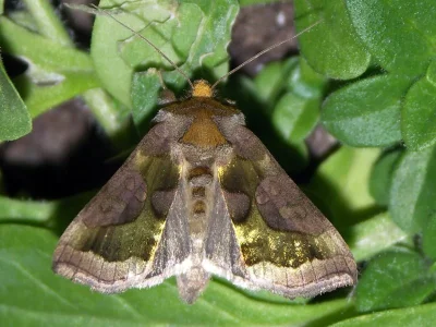 Diachrysia chrysitis