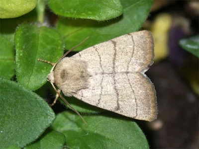 Charanyca (Charanyca) trigrammica