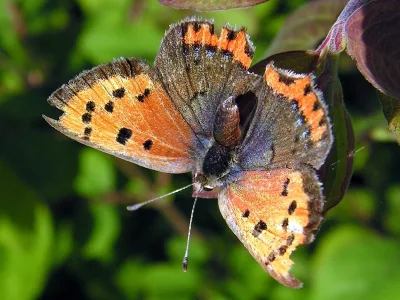 Lycaena (Lycaena) phlaeas