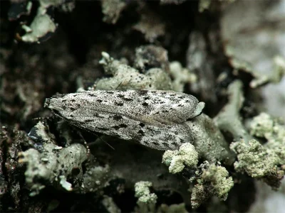 Carpatolechia proximella