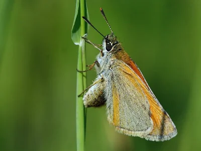 Thymelicus sylvestris
