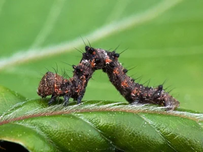 Apocheima hispidaria