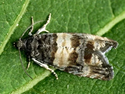 Piniphila bifasciana