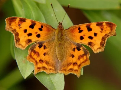Polygonia c-album