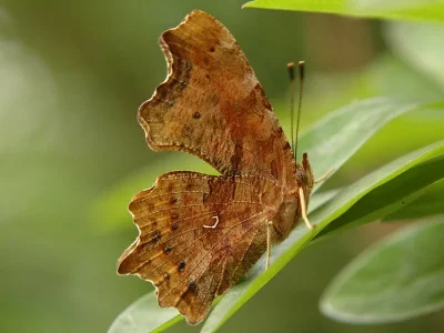 Polygonia c-album