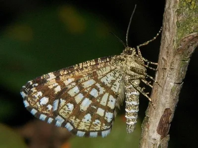 Chiasmia clathrata