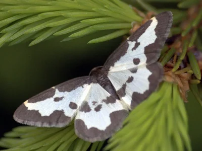 Lomaspilis marginata