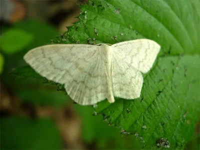 Scopula (Ustocidalia) floslactata