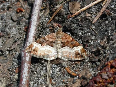 Xanthorhoe biriviata