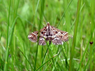 Diasemia reticularis