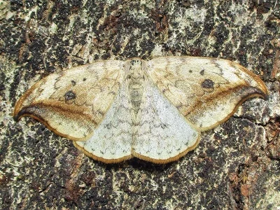 Drepana falcataria