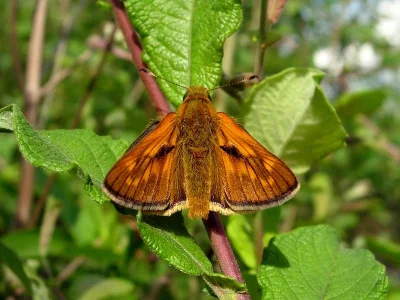 Ochlodes sylvanus