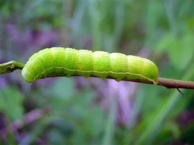 Orthosia (Orthosia) incerta