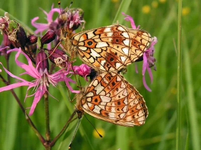 Boloria (Clossiana) selene