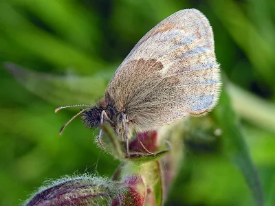 Coenonympha pamphilus