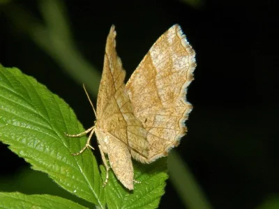 Cepphis advenaria