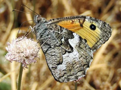 Hipparchia (Parahipparchia) cretica
