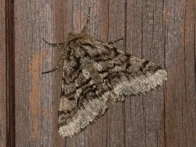 Lycia hirtaria