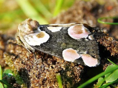 Thyatira batis
