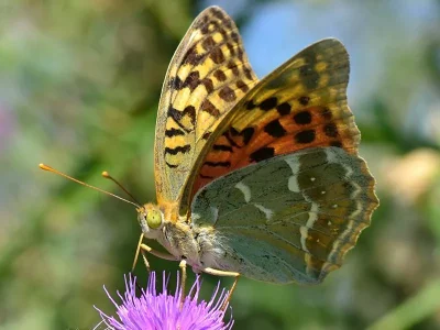 Argynnis (Pandoriana) pandora