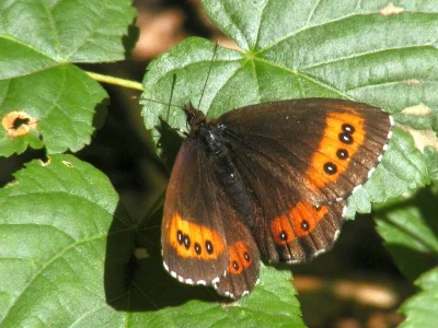 Erebia ligea
