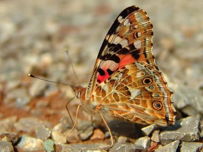 Vanessa cardui