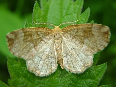 Cepphis advenaria