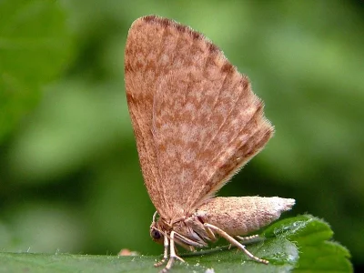 Euchoeca nebulata