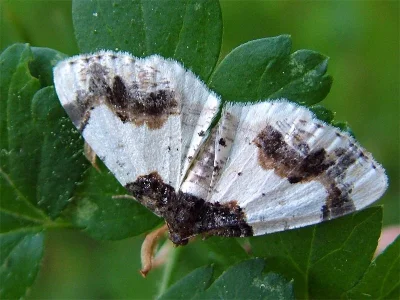 Ligdia adustata