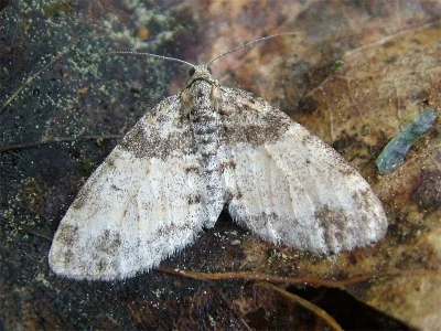 Lobophora halterata