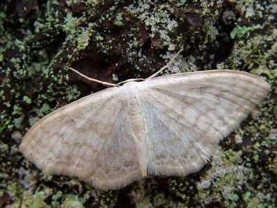 Scopula (Ustocidalia) floslactata